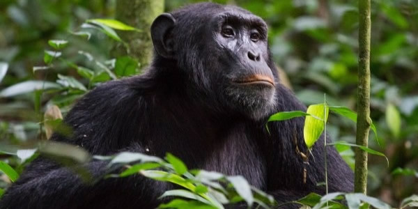 Chimpanzee Trekking safaris
