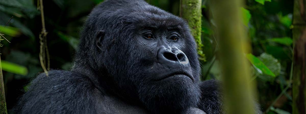 Mountain Gorilla Silverback - East Africa Safaris & Gorilla Trekking