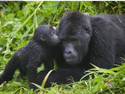 10 days Uganda Rwanda Tour Combo