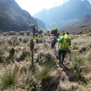 14 days Gorillas Chimps Wildlife & Rwenzori