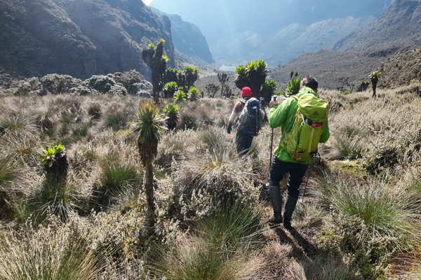 Gorillas Chimps Wildlife & Rwenzori