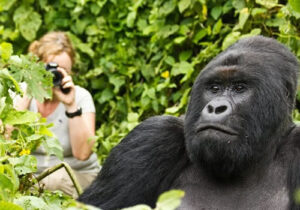 2 Days Rwanda Gorilla Trekking