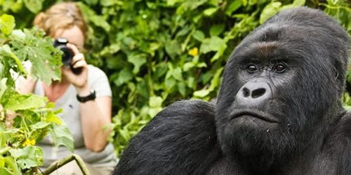 2 days rwanda gorilla trek Rwanda Gorilla Safari Tour