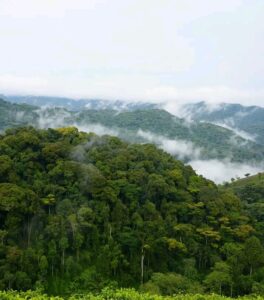 Nyungwe Forest National Park