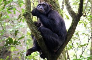 5 days Gorilla trekking and Chimp Habituation