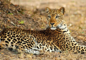 6 Days Tsavo Amboseli & L.Nakuru Safari