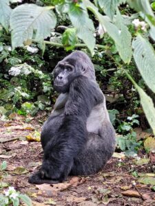 Nyungwe Forest National Park