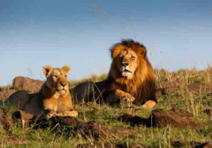 8 Days Kenya Wildlife Safari