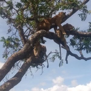 Tree climbing lion safari in Tanzania