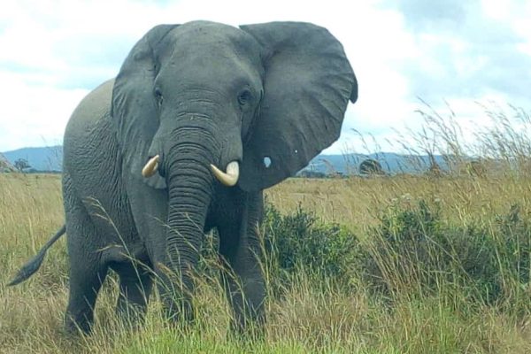 8days wildlife safari with Elephant