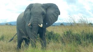 8days wildlife safari