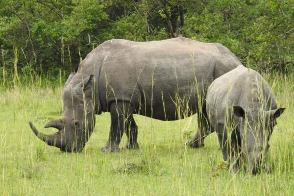 Rhinos in uganda