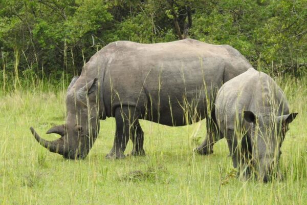 Adventure and anxiety safari in Uganda