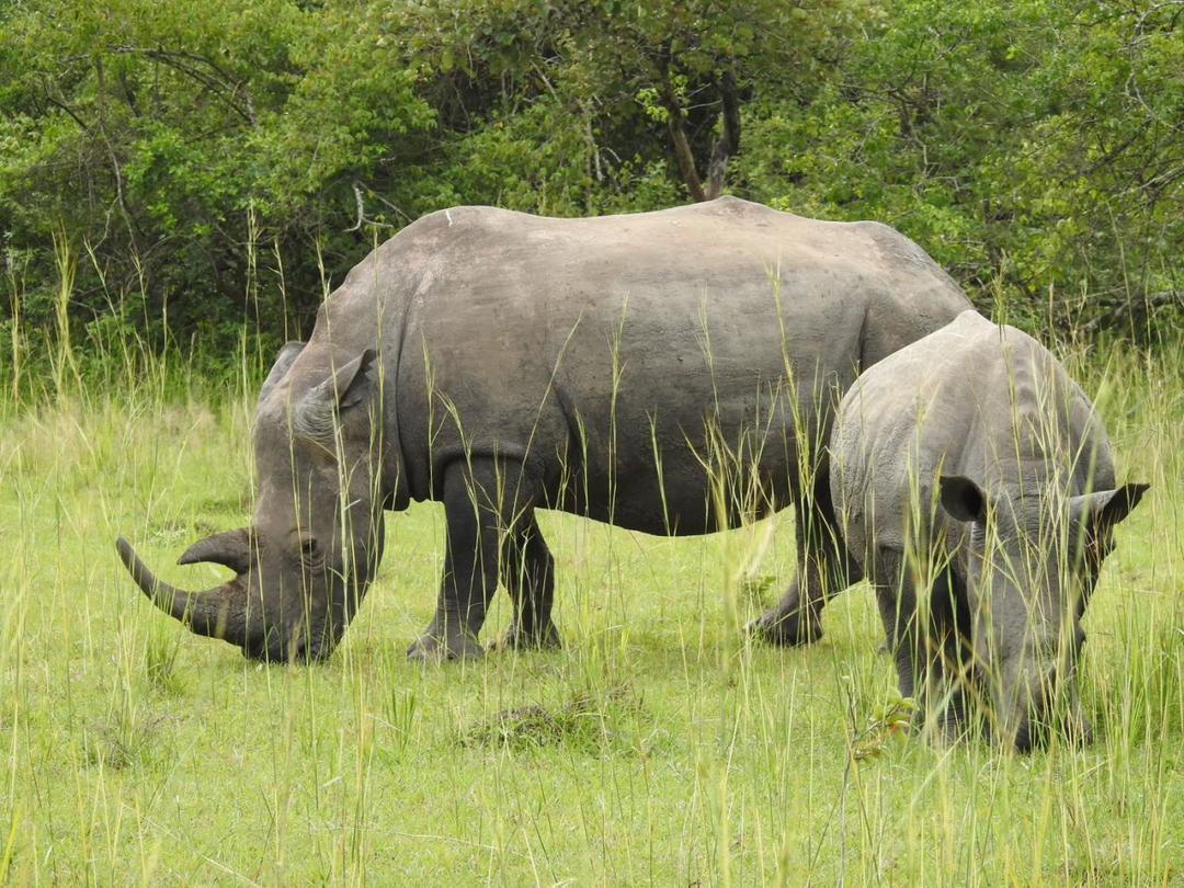 Adventure and anxiety safari in Uganda