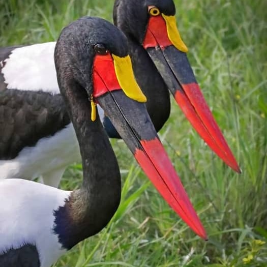 Bird Watching Safaris