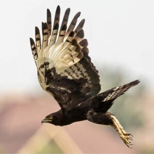 UGANDA BIRDING SAFARI