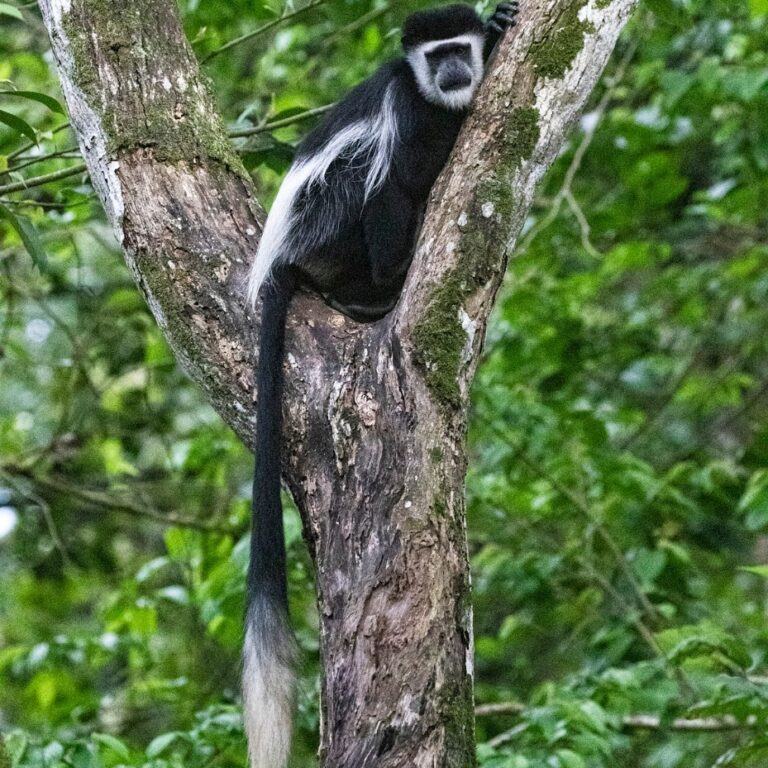Lake Mburo National Park 2026: Uganda’s Walking Safari Park and Why UK Travellers Keep Missing It