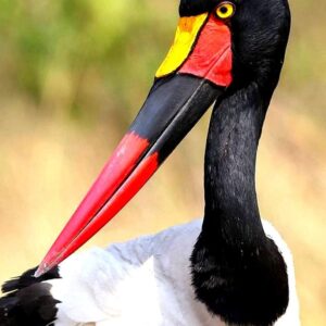 Birding at Buhoma