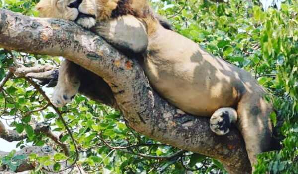 Tree Climbing lion