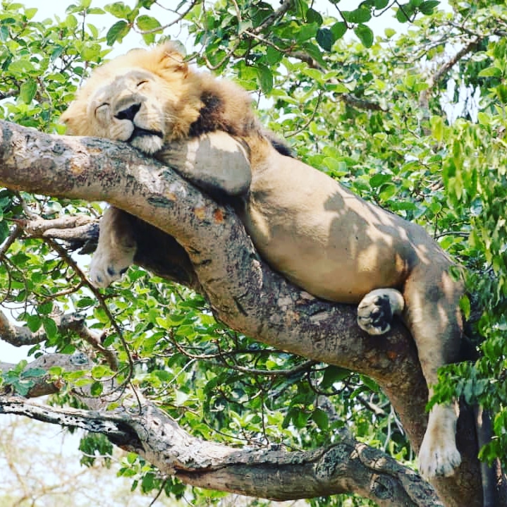 Kibale national park in Uganda