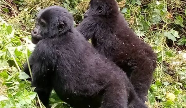 6 Days Gorillas and Wildlife Rwanda