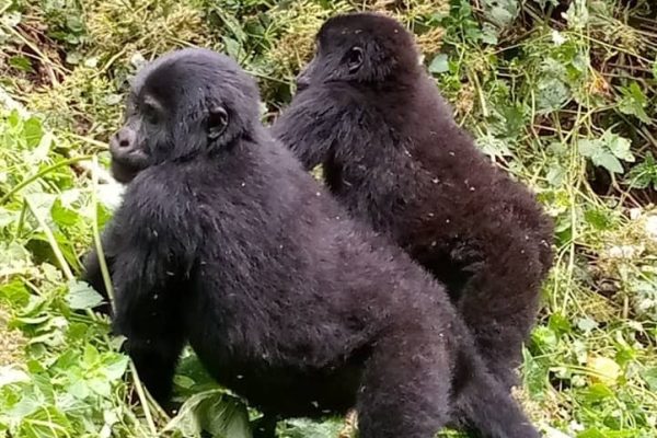 6 Days Gorillas and Wildlife Rwanda