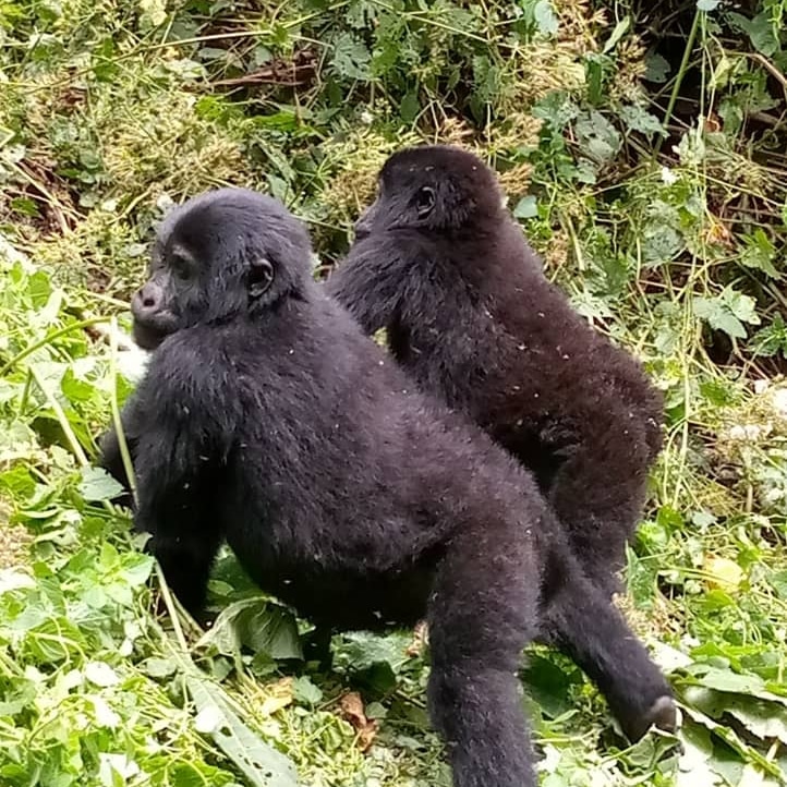 Gorilla Trekking