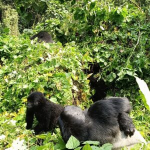Rwanda Gorilla trek