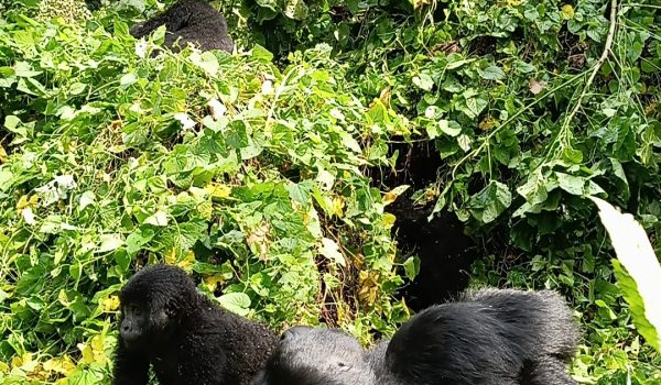 Rwanda Gorilla trekking