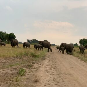 Elephant in Uganda