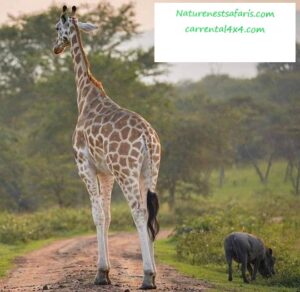 6 Days Kenya Family Wildlife Safari