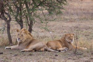 4 Days Kenya Wildlife
