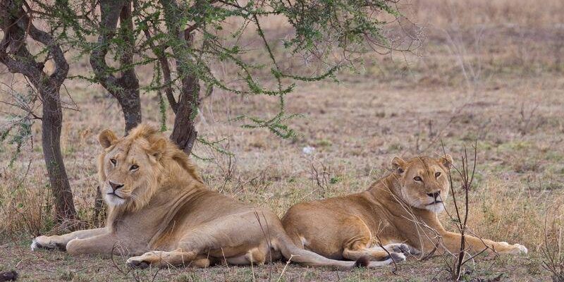 7 Days Tanzania Wildlife & Zanzibar