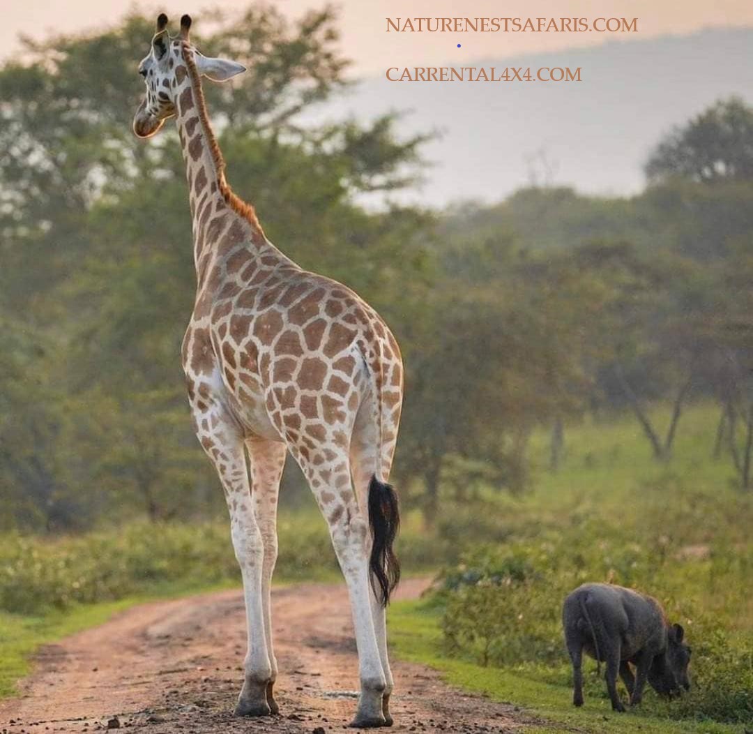 Amboseli and lake Nakuru SAFARI