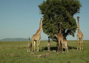 6 Days amazing Tanzania wildlife safari