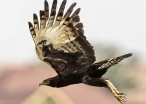 Bird Watching Safaris