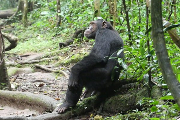 5 Days Nyungwe and Volcanoes Rwanda Safari