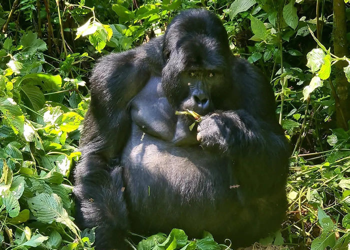 Where to go for Gorilla Trekking Uganda versus Rwanda