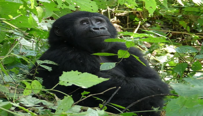 10 days Rwanda Safari Package