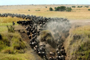 Tanzania Wildlife Safari