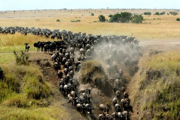 wildebeest Migration