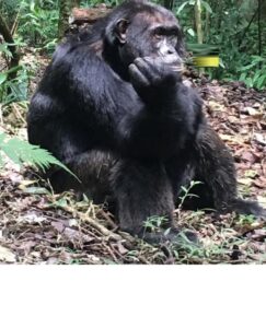 GORILLA TREKKING