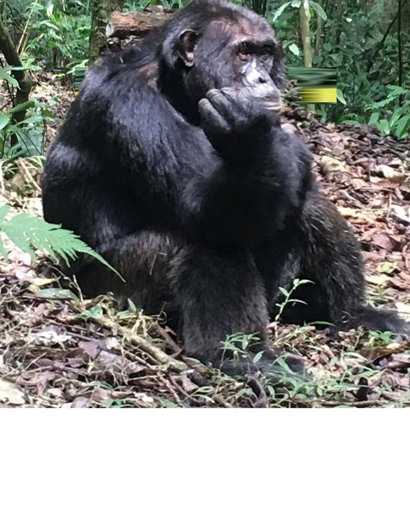 Uganda Wildlife