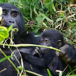 MOUNTAIN RWANDA GORILLA TREKKING