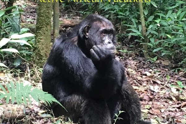 Gorilla Tracking Bwindi