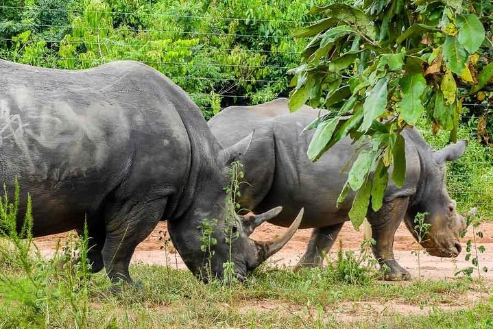 1 Day Rhino Tracking Safari