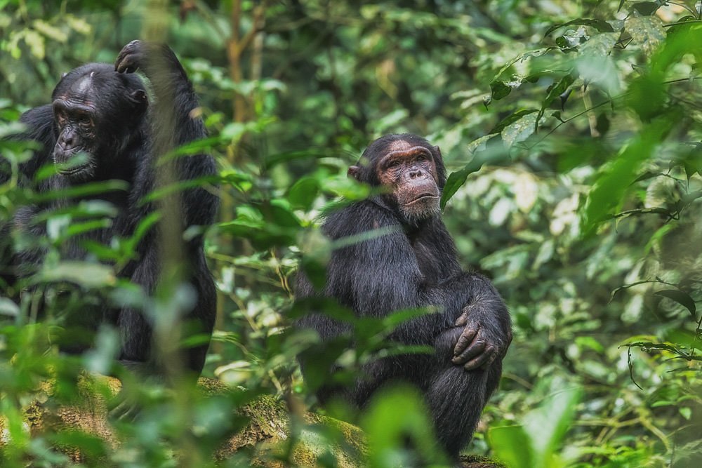 1 day Ngamba Island Chimpanzee Tour