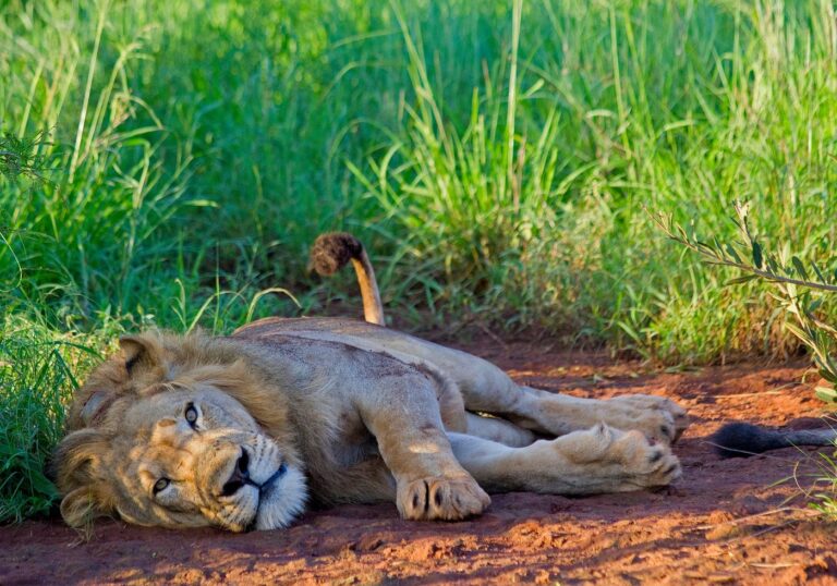 Uganda Safari vs Rwanda Safari: Which Should You Choose in 2026?