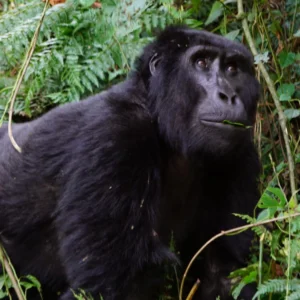 gorilla trek