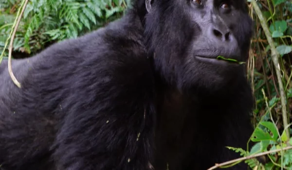 The 12 Days Rwanda and Uganda Safari
